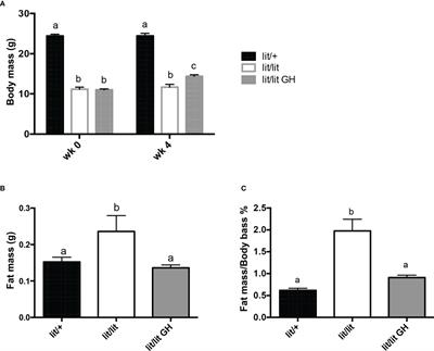 Growth hormone stimulates lipolysis in mice but not in adipose tissue or adipocyte culture